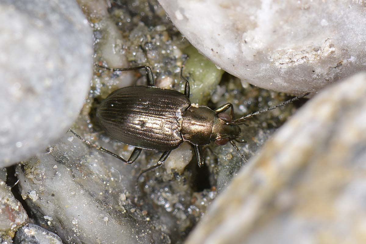 Bembidion (Odontium) foraminosum - Carabidae